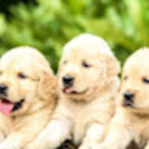 Meet your Posher, Eleanor - Picture 1 of 1